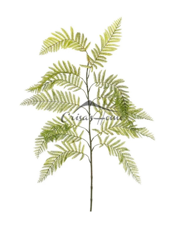 Fern Green Branch