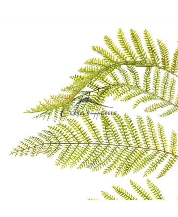 Fern Green Branch