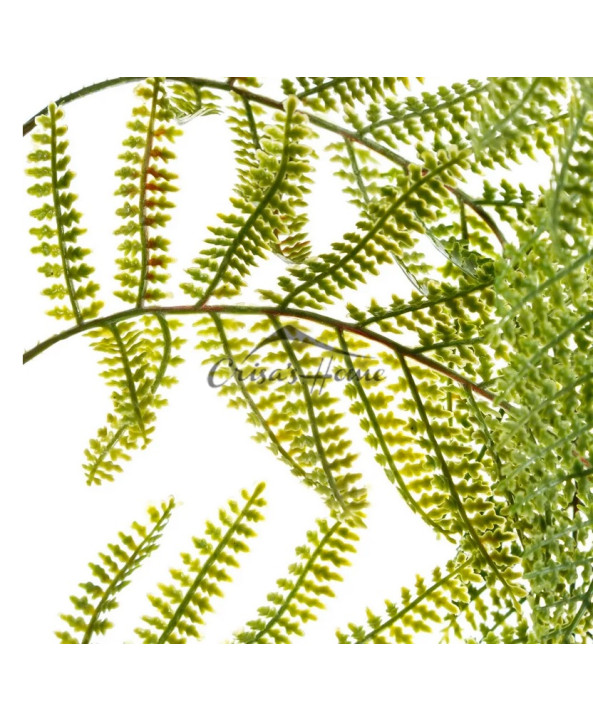 Fern Green Branch